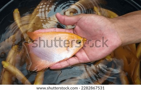Measuring Giant gourami fish size with palm. Selective focus. Giant gourami fish (Ospheronemus Gouramy) is species of large gourami native to freshwater habitats in Southeast Asia.