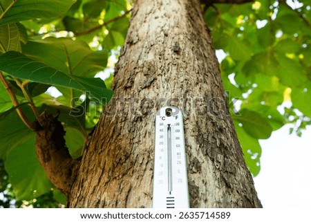 Measuring temperature on tree trunk outdoor forest nature photography vibrant sunshine close-up perspective environmental awareness