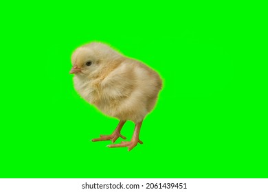 Meat Chick Isolated On Green Background