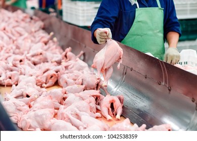 The Meat Factory. Chicken On A Conveyor Belt.