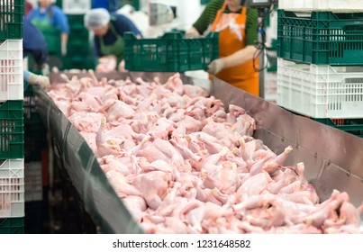 The Meat Factory. Chicken On A Conveyor Belt.