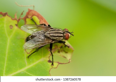Meat flies that are perched on leaves