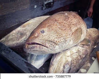 Meat Grouper Fillet.