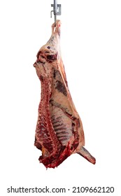 A Meat industry, meats hanging in the cold store. Cattles cut and hanged on hook in a slaughterhouse isolated on a white background. Halal cutting. beef.