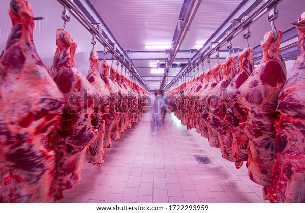 Meat
industry,meats hanging in the cold store. Cattles cut and hanged on
hook in a slaughterhouse. Halal
cutting.
