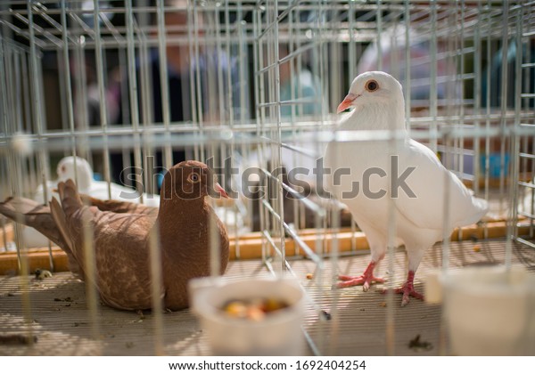 Meat pigeons sitting in\
bird cages