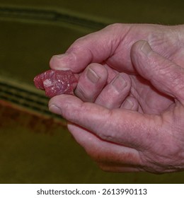 Meat processing in beef slaughter house showing full process, Cysticercus cyst found, carcass to be frozen or rejected to kill parasite