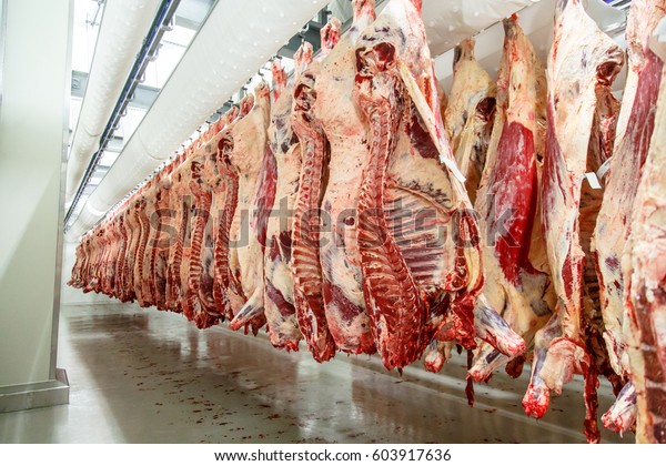 The meat processing plant. carcasses of beef hang\
on hooks.