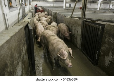 Meat Processing Plant. Shop Butchering Pigs.