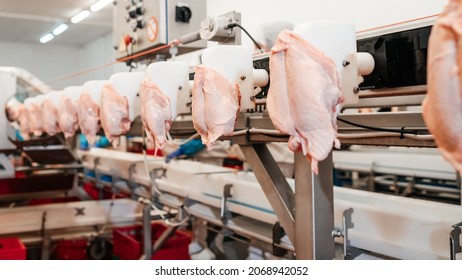 Meat processing plant.Chicken fillet production line .Automated production line in modern food factory.Conveyor Belt Food.Modern poultry processing plant.