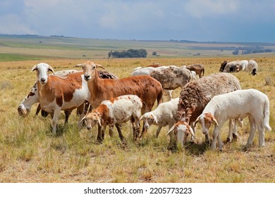 Meatmaster Sheep Indigenous Sheep Breed South Stock Photo 2205773223 ...