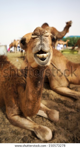 Mecca Saudi Arabia May 23 Camel Stock 