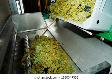 Mechanical Wine Pressing With White Wine Grapes, Winemaking In Agriculture