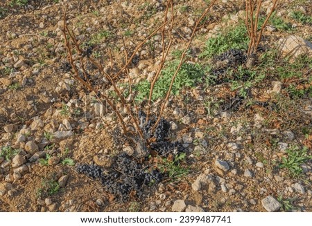 Mechanically arvested bush vines with some grapes fallen on the floor of the stoney soil of the Rioja region