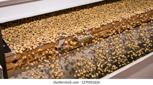Mechanised Coffee bean processing, Raw Coffee Bean sorting and processing in a factory