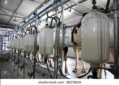 mechanized milking equipment in the milking hall
