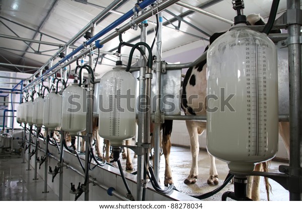 mechanized milking\
equipment in the milking\
hall