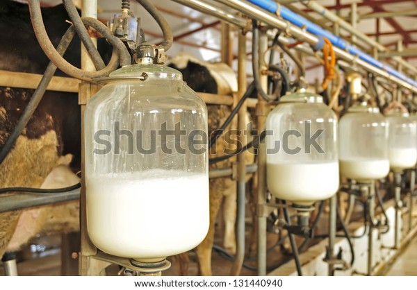 Mechanized Milking Equipment Milking Parlour Stock Photo Edit Now 131440940