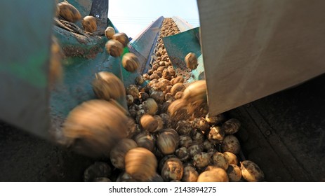 Mechanized sorting of potatoes on a farm in North China