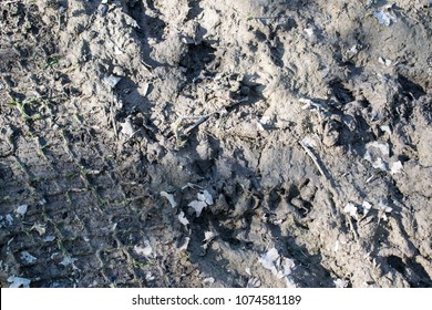 Mechelen, Belgium - 20/04/2018: Car Tracks And Dog Footprints In Grey Mud.