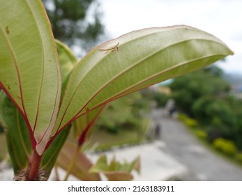 Medan, Indonesia - Juny 2, 2022: Plant Pathology