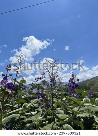 Medellin, Cerro de las 3 cruces, City , Colombia, Colombian, Latin, SouthAmerican, SouthAmerica LatinAmerica, Mountains, Green,Grass, Trees, Nature, View to the City,Clouds, Landscape, Flowers, purple