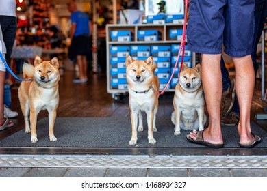 Medemblik, Holland, 08.21.2015: Three Identical Cute Dogs With Owners.