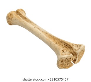 Medial Cuneiform Single Medial Cuneiform Bone E Isolated On White Background