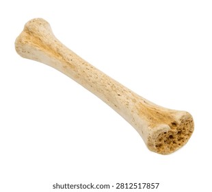 Medial Cuneiform Single Medial Cuneiform Bone E Isolated On White Background