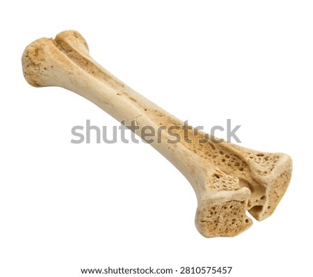 Medial Cuneiform Single Medial Cuneiform Bone E Isolated On White Background