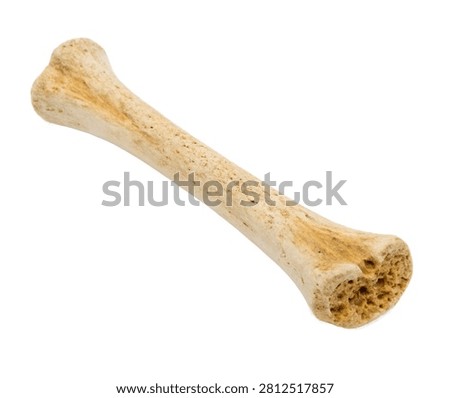 Medial Cuneiform Single Medial Cuneiform Bone E Isolated On White Background