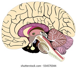 Cerebellum Brainstem Images, Stock Photos & Vectors | Shutterstock