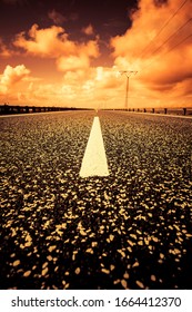 Median Strip On An Asphalt Road