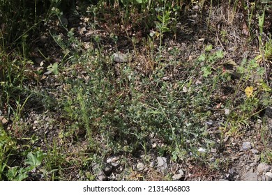 Medicago minima, little bur-clover,  Fabaceae. Wild plant shot in spring.