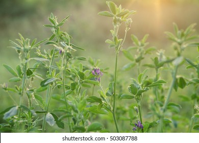 Medicago Sativa, Alfalfa, Lucerne Plant Blooming In Summer Sunset, Selective Focus  