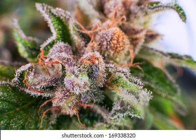 Medical Cannabis bud