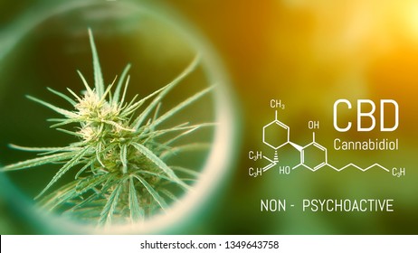 Medical Cannabis and Cannabidiol CBD Oil Chemical Formula. Growing Premium Marijuana products. Influence positive and negative of marijuana on human brain, nervous system, mental activity and function