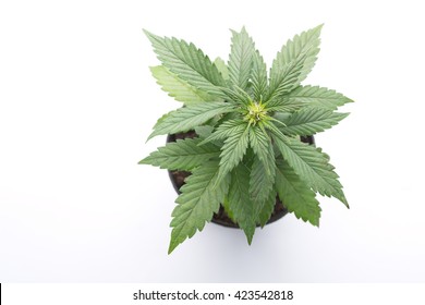 7,236 Marijuana plant top view Images, Stock Photos & Vectors ...