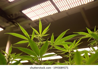 Medical Cannabis Sativa Plants Growing Under LED Lighting Indoors. Close Lab System.legal Light Drugs Prescribe, Alternative Remedy Or Medication , Medicine Concept Selective Focus