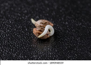 Medical Cannabis seeds on the black background in drop of water - THC CBD, germination of cannabis seeds, sprouting.Cannabis seeds macro