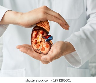 Medical Care Of Kidney Disease. Doctor Holding Anatomical Model Of Kidneys In Hands