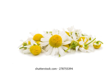 Medical Daisy On A White Background