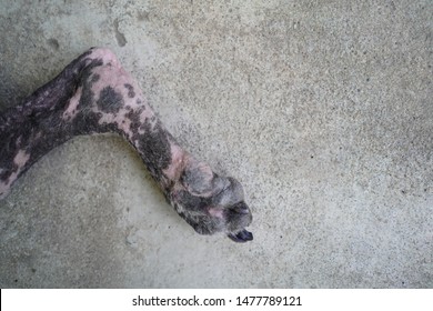 Medical Dog Ringworm Disease, Ringworm