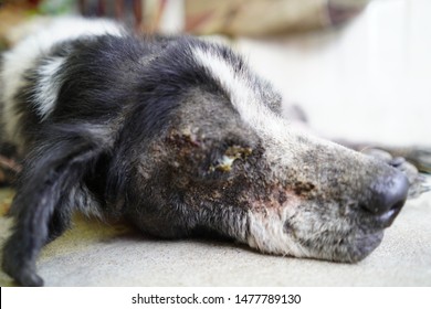 Medical Dog Ringworm Disease, Ringworm