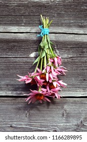 Medical echinacea flowers bunch on old wooden grey wall