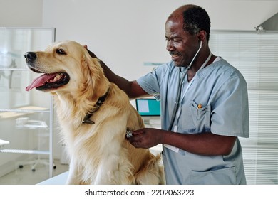 Medical Exam Of Dog At Vet Clinic