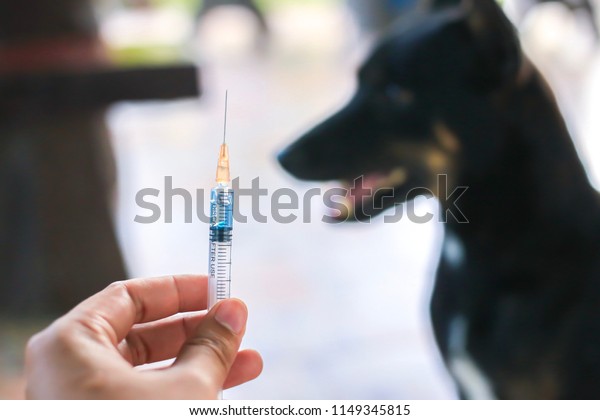 Medical hand holding needle\
syringe hypodermic drug vaccine rabies bottle and\
injection,immunization rabies and Dog  diseases,medical concept\
with Dog blurred\
Background