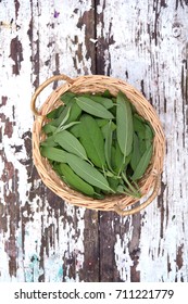 Medical healthy sage salvia leaves in basket on old used garden table background