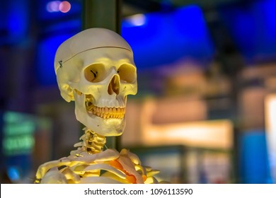 Medical Human Skeleton Model On Display At A Science Museum, London