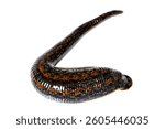 Medical leech on white background closeup. Hirudo therapy concept.